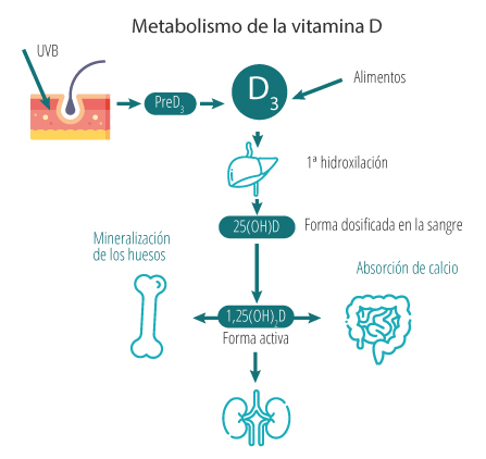 Métabolismo de la vitamina D