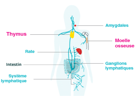 Schema des organes de l'immunité